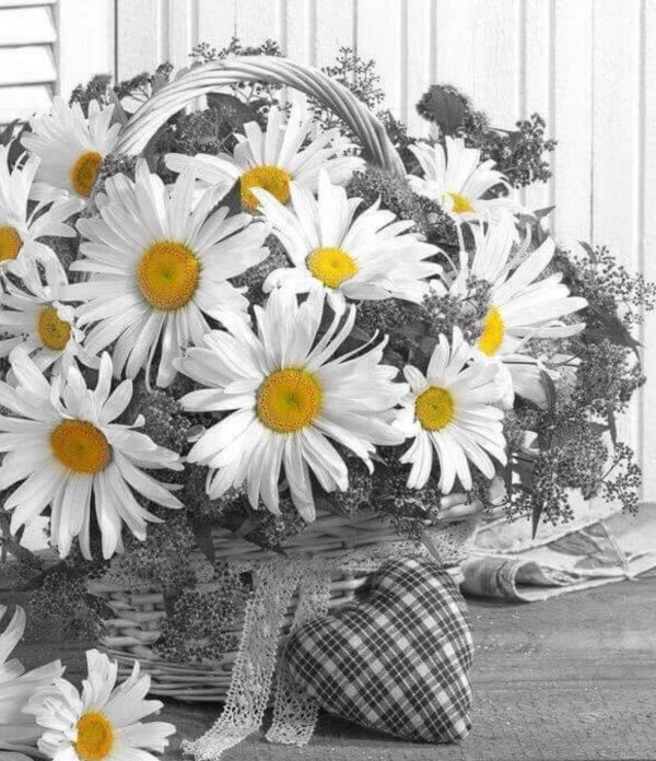 большие ромашки букет