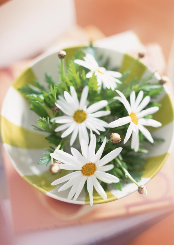 природа ромашки