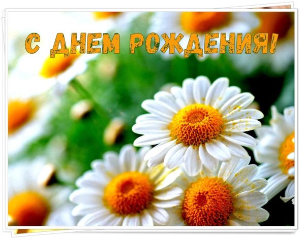 красивая ромашка