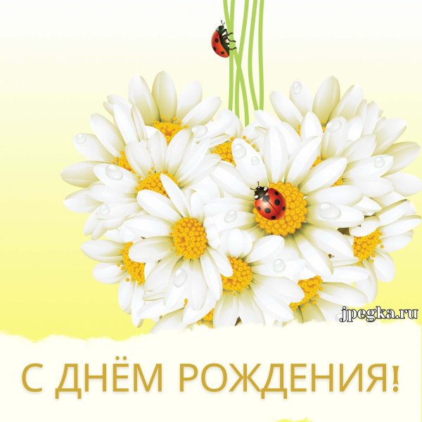 ромашка цветки