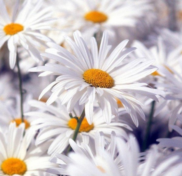 белая ромашка