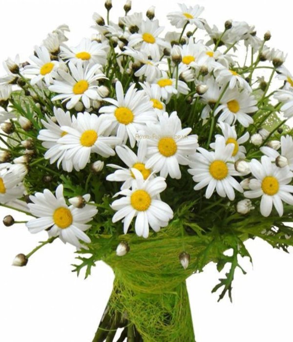 букет ромашек