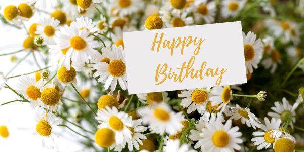 ромашки на день рождения
