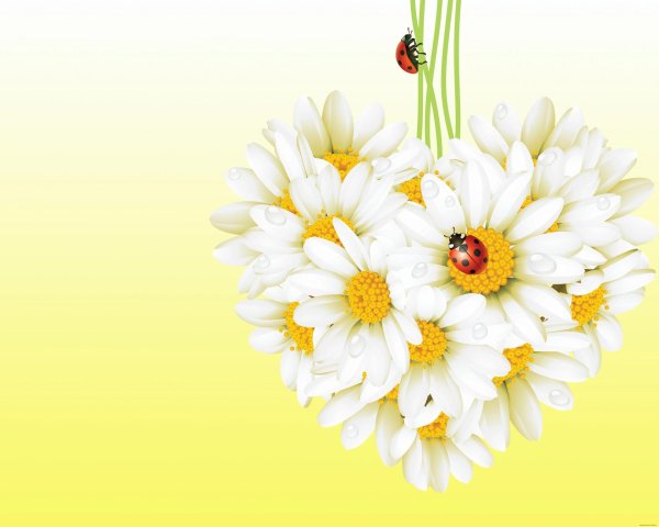 ромашка цветки