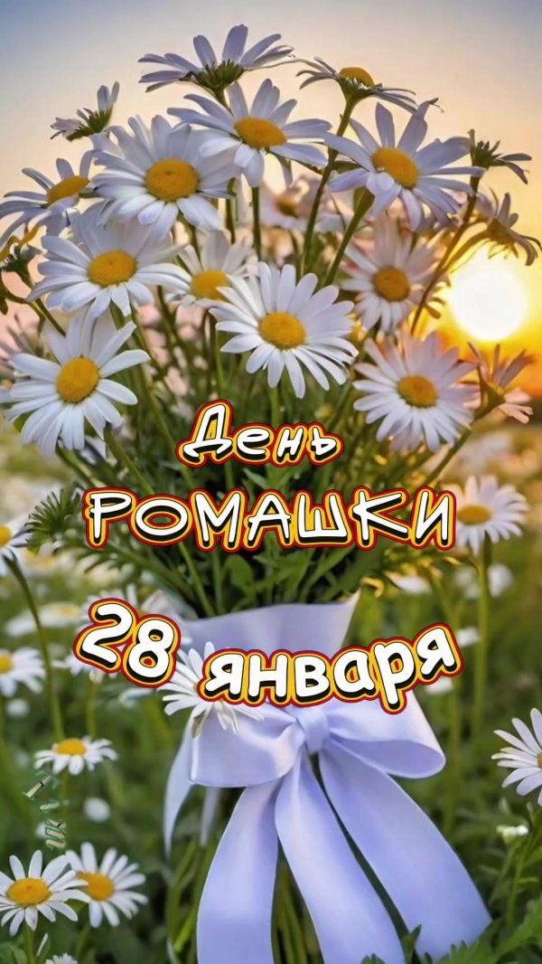 28 января день ромашки