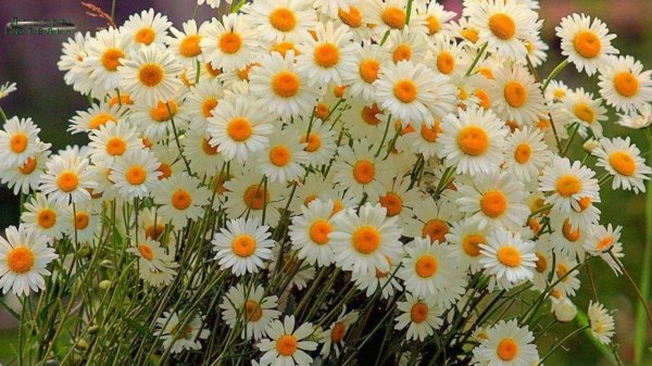 ромашка полевая