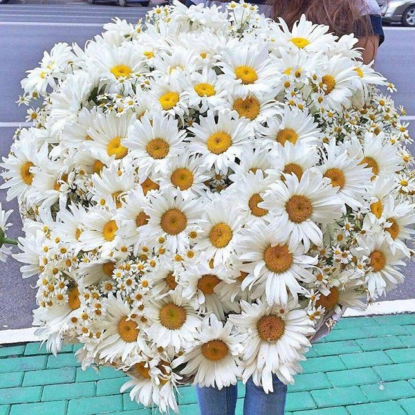 большие ромашки букет