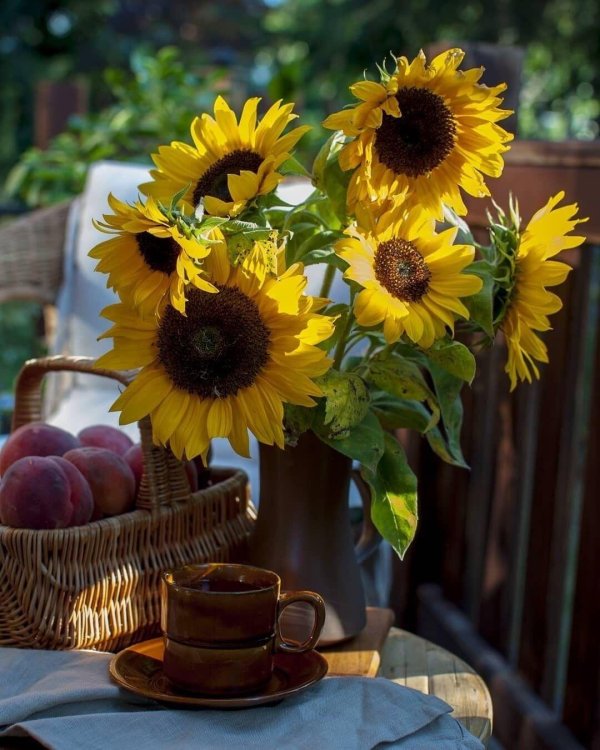 добрейшего летнего утра