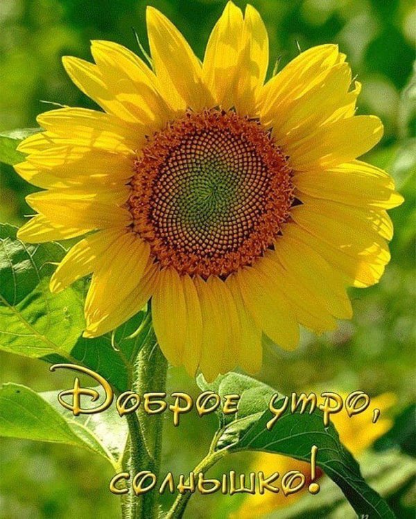 саженец подсолнуха