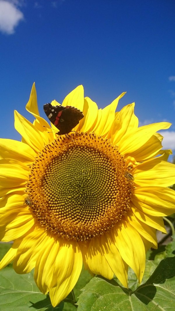 бабочка на подсолнухе