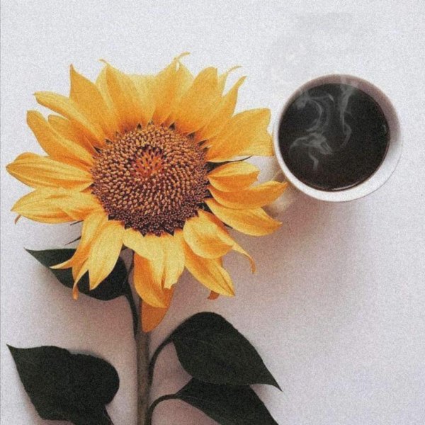 утро подсолнухи