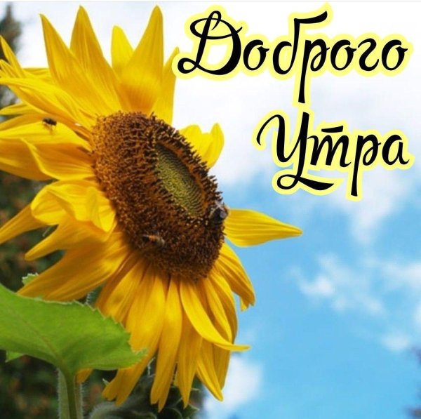доброе утро иосдолнузи