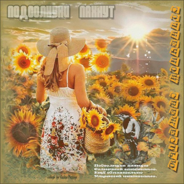 красивые подсолнухи