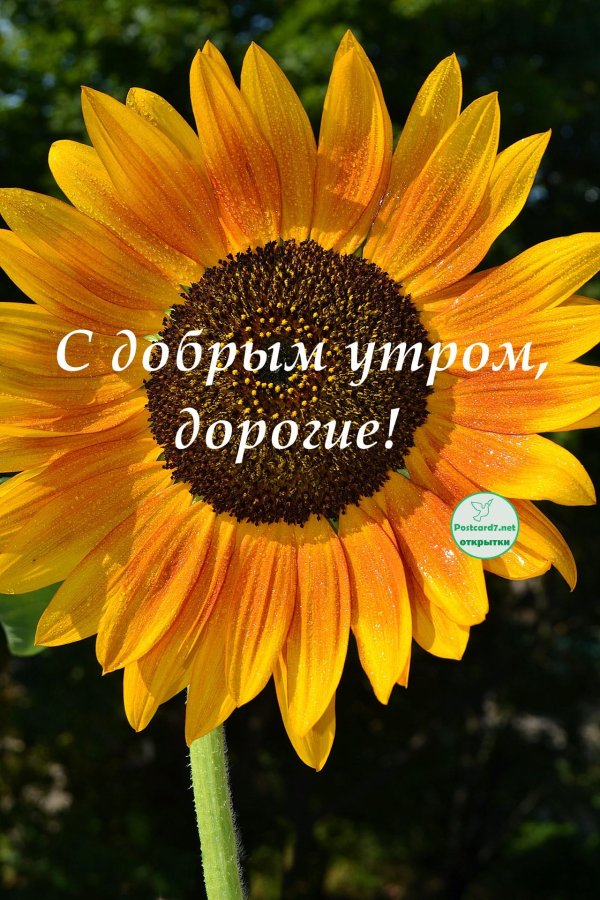 с добрым утром август