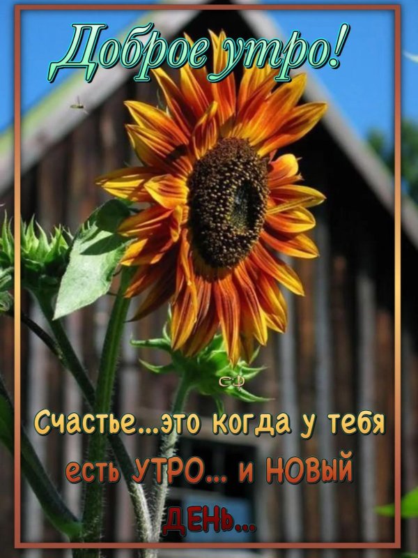 подсолнух везувий