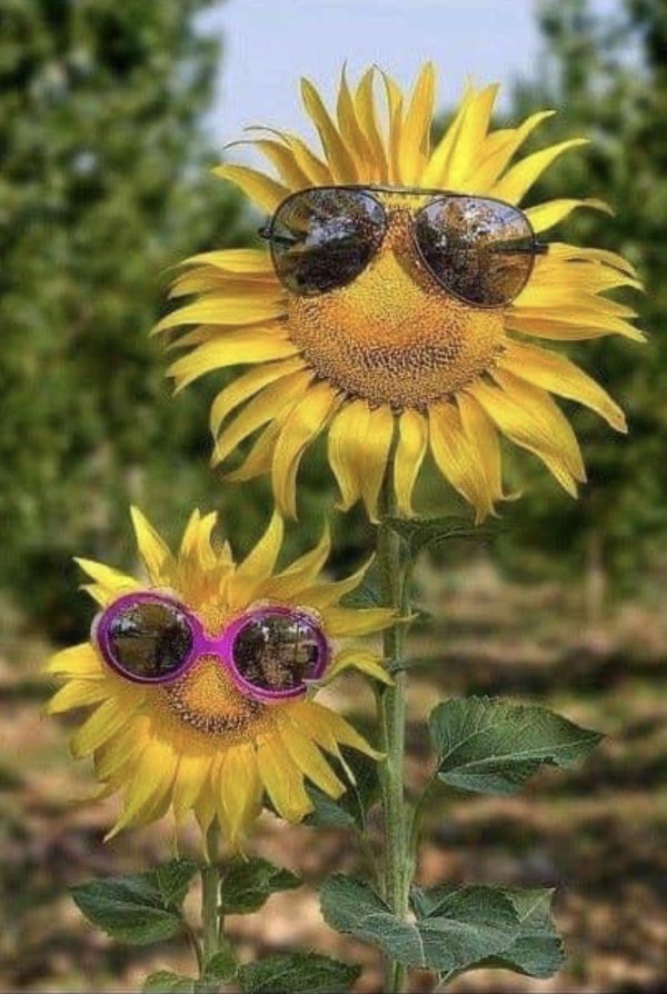 веселые подсолнухи