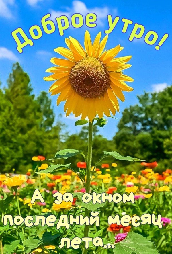солнечного настроения подсолнухи