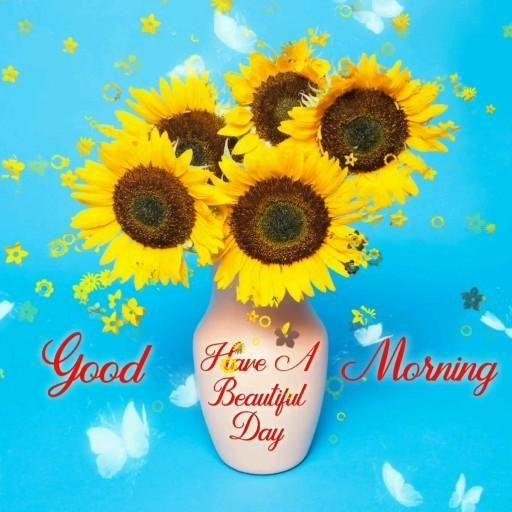 красивые подсолнухи