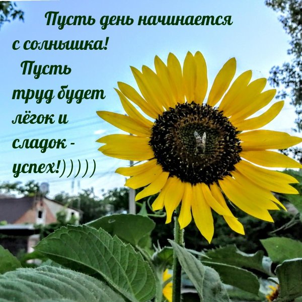 день подсолнуха 12 августа