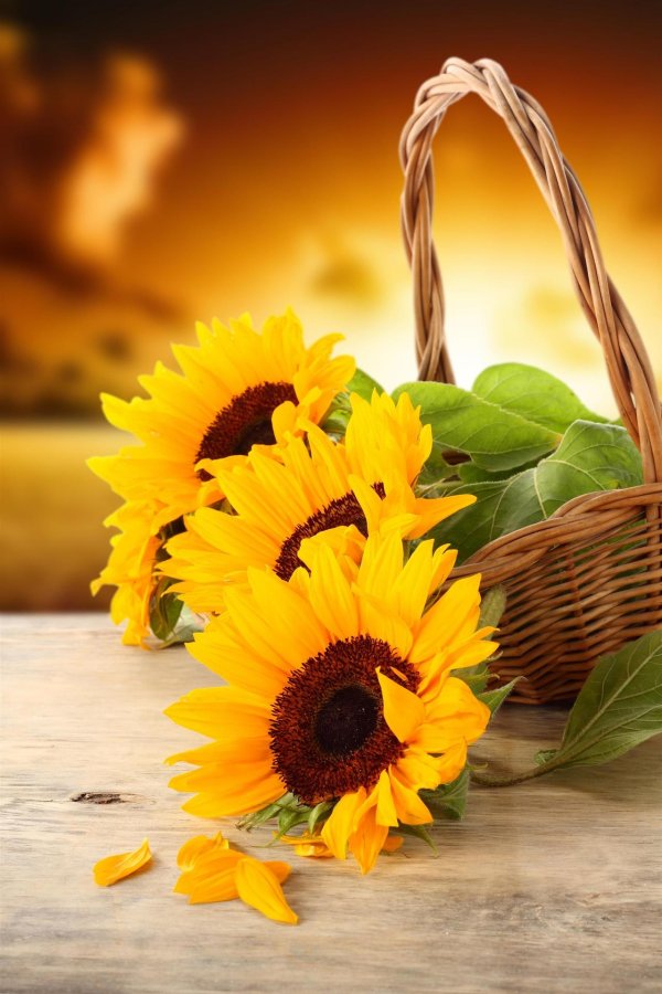 букет подсолнухов