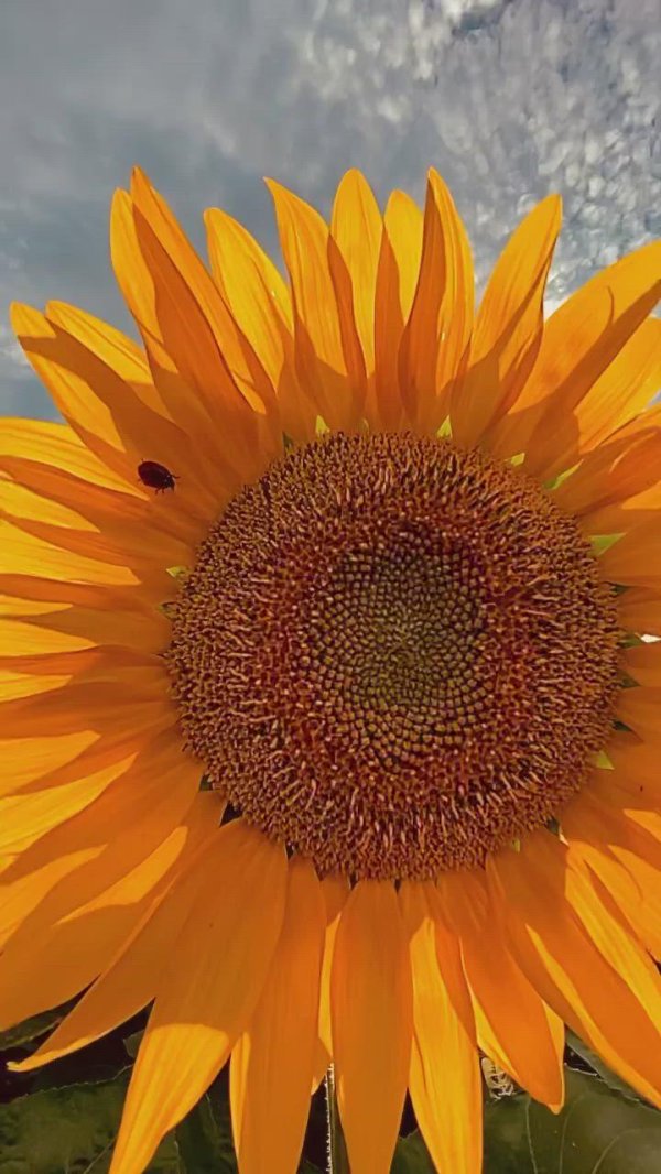 цветок подсолнечника