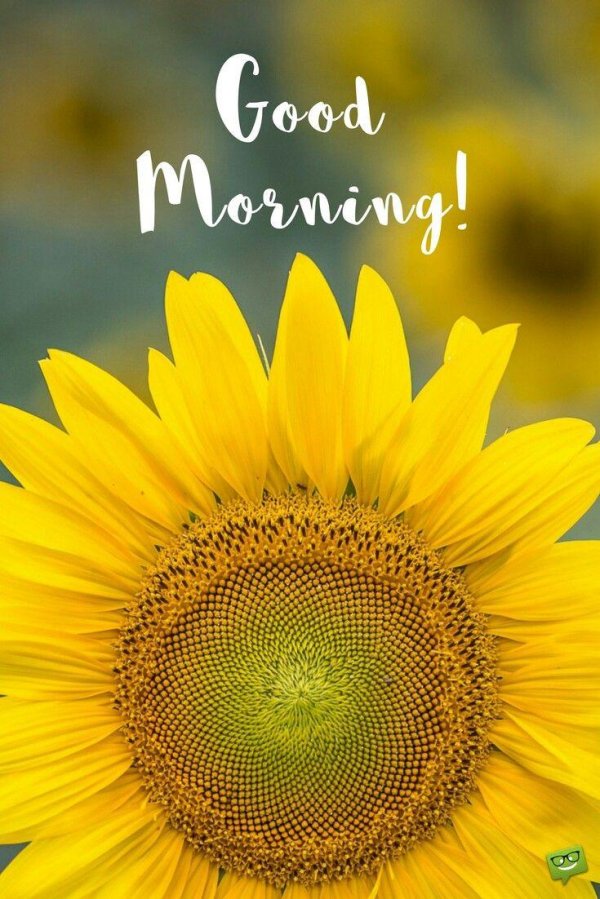 good morning sunflower