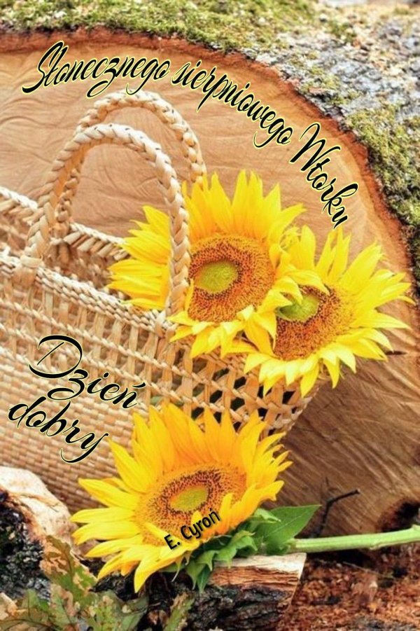 красивые подсолнухи