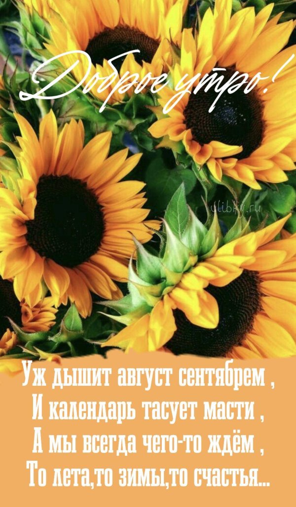 уж дышит август сентябрем и календарь тасует масти