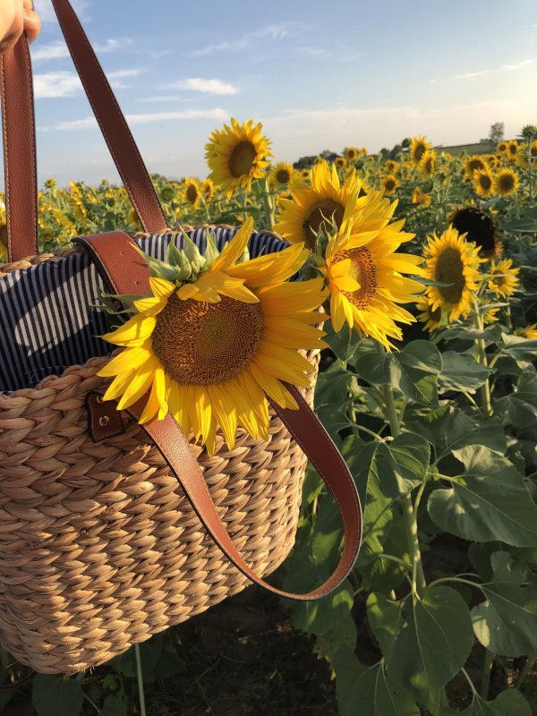 подсолнухи в саду идеи