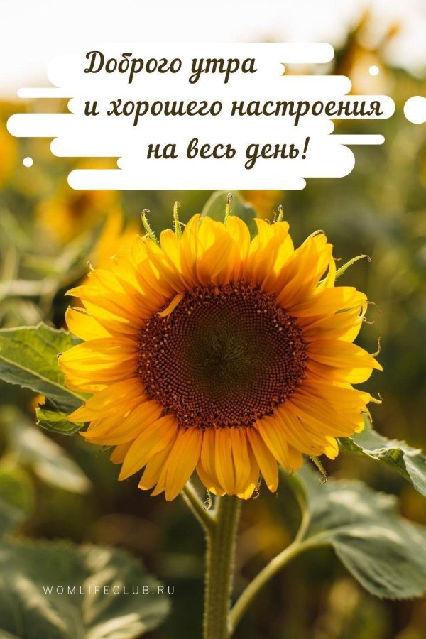 доброе утро хорошего дня летнего