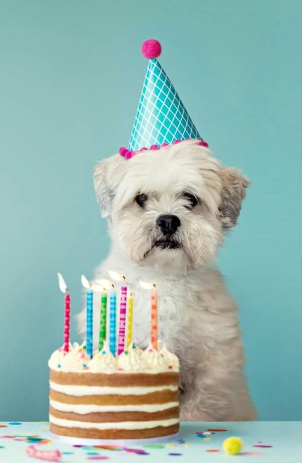 birthday wish happy birthday