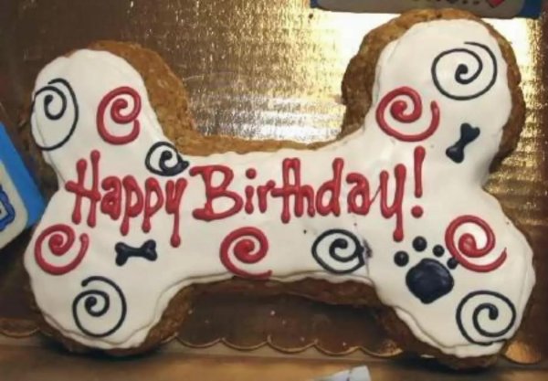 собака с тортом