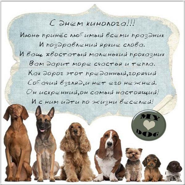 английский кокерспаниель