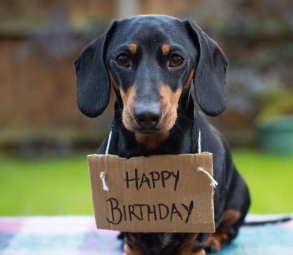 happy birthday dog