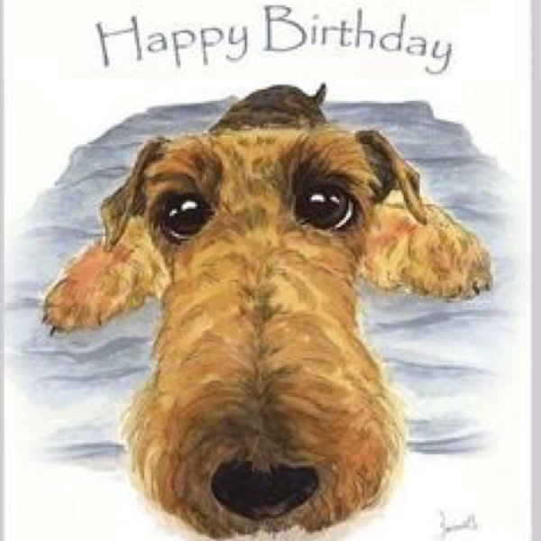 ирландский терьер