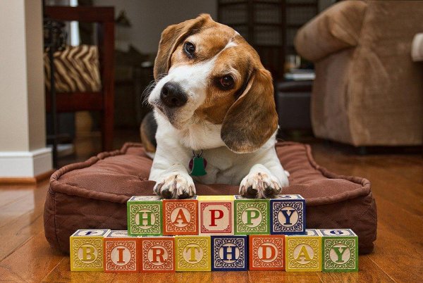 с днем рождения бигль