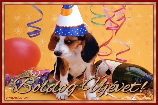 бигль собака