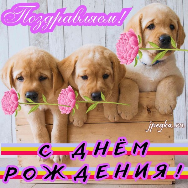 лабрадор щенки