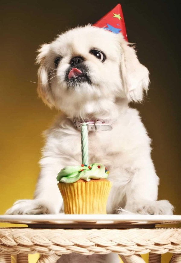 happy birthday dog