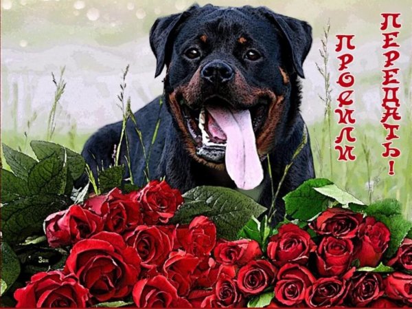 ротвейлер добрый