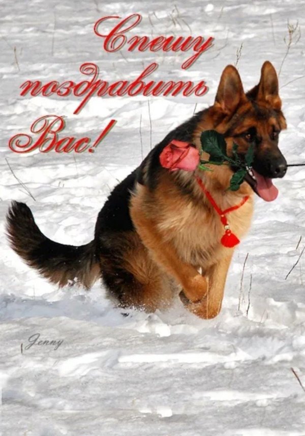 немецкая овчарка