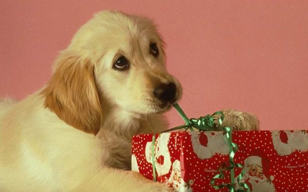 голден ретривер