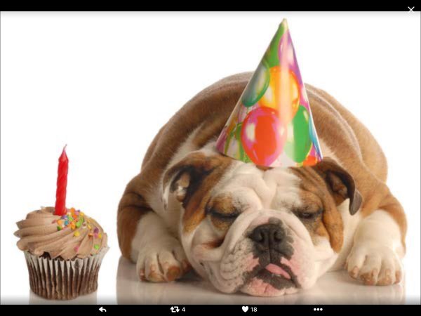 английский бульдог