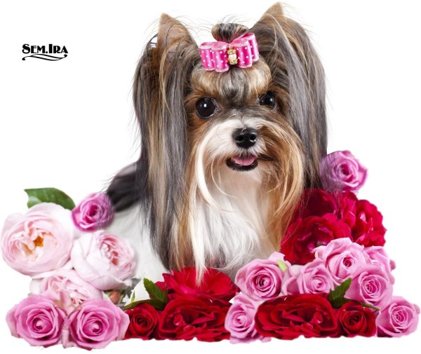 биверйоркширский терьер