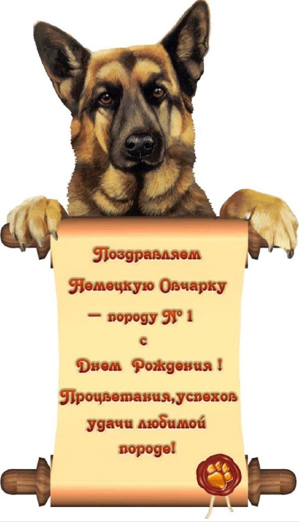 немецкая овчарка