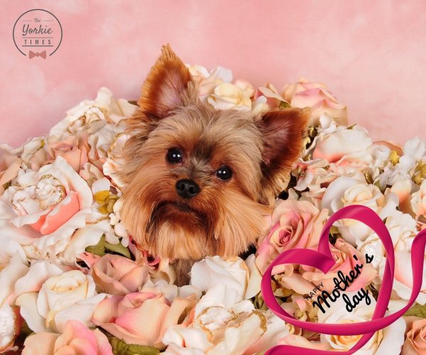 йоркширский терьер