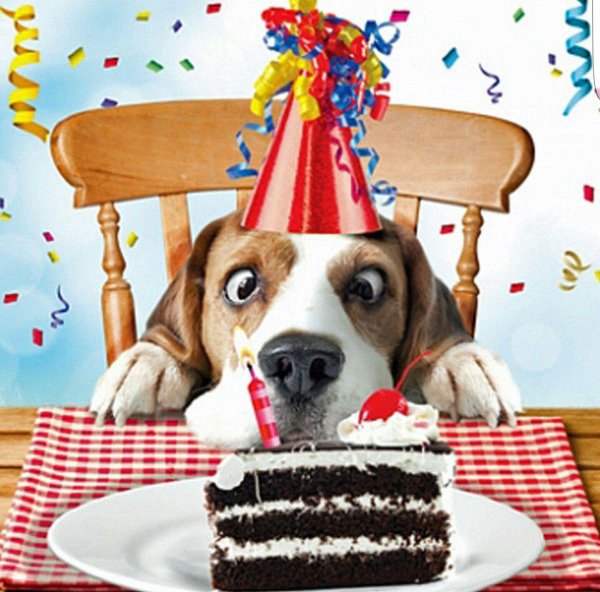 день рождения собаки поздравление