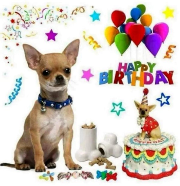 собака чихуахуа