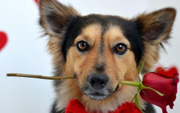 собака розы