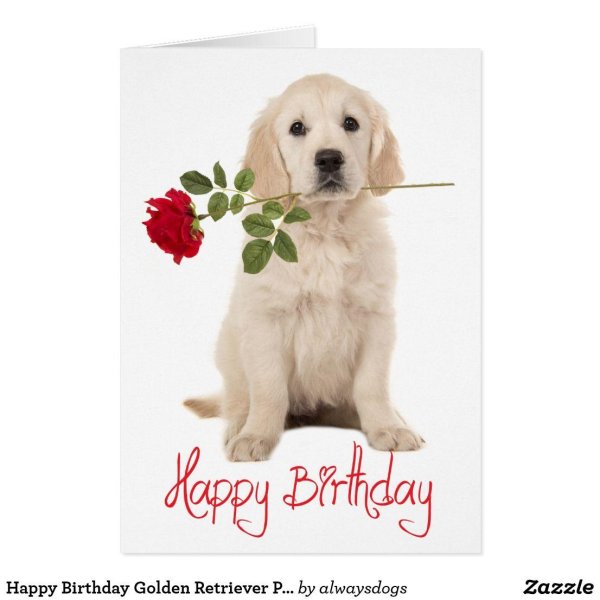 голден ретривер